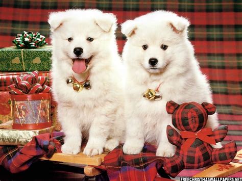 Directed by dan hewitt owens. Adorable Christmas Puppies - 1Funny.com