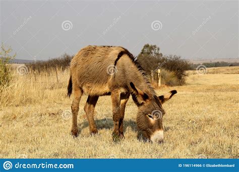 Donkey Grazing In A Field On A Farm Stock Photo Image Of Egypt Milk