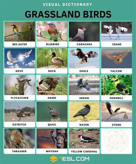 Grassland Animals Animals Live In The Grassland Prairies Pampas • 7esl