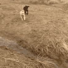 Labrador Puppy Gif Labrador Puppy Jump Discover Share Gifs