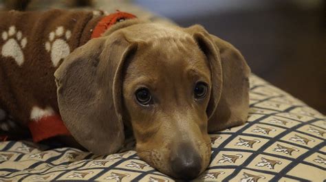 Cuáles Son Las Mejores Mascotas Para Tener En Una Casa Pequeña