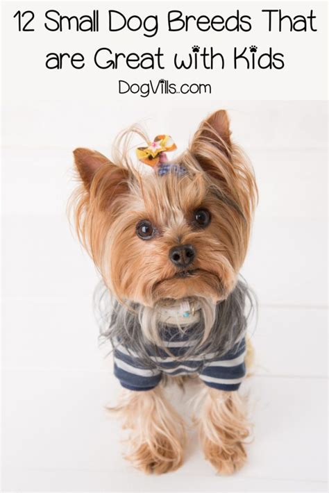 12 Small Dog Breeds that Are Great with Kids- DogVills