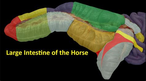 The Horses Digestive System Intestinal Tract Youtube