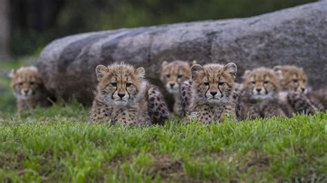 Cheetah Cubs Now On Exhibit At Safari Park Cheetah Cubs Baby Animals