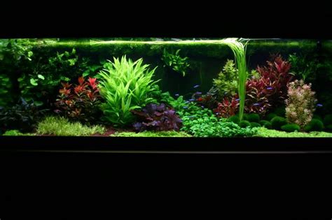 Visit aquascape university online or watch a tutorial video. How about this dutch aquascape? - Page 5 - Aquascaping ...