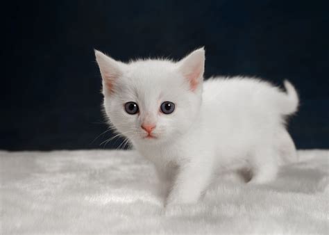 Fondos De Pantalla Gatitos Animales Bebés Blanco Gato Animales