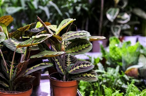 10 Plantas De Interior Que No Requieren Mucho Cuidado Perfectas Para