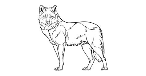 How To Draw A Wolf Step By Step Tutorials For Beginners