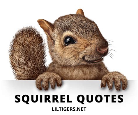 20 Inspirational Squirrel Quotes And Sayings Lil Tigers