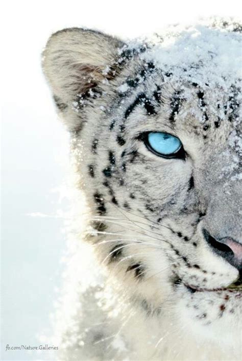 Beautiful Snow Leopard Gorgeous Cats Pinterest