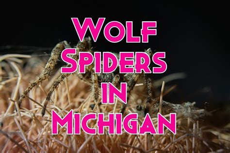 Wolf Spiders In Michigan Types Pictures Bite And More