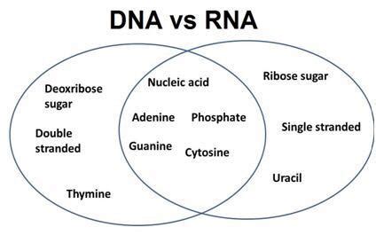 Exploreactivity Dna Vs Rna Typeobjective Compare And Contrast The