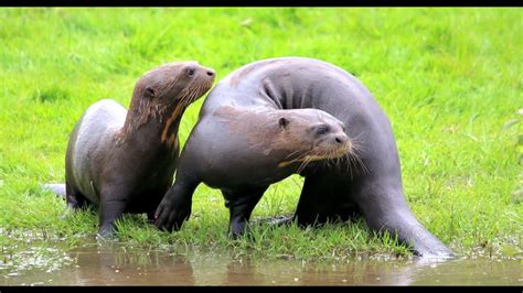 Meet The 1st Rare Giant Otter Baby Born At Yorkshire Wildlife Park