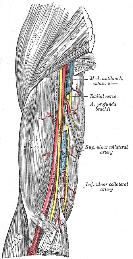 Vascular Anatomy Of The Upper Arm