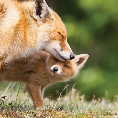 Red Foxes From Farmland To Across The Globe Animals