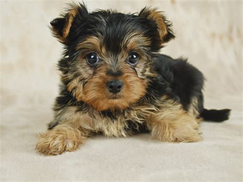 How Much To Feed A Yorkshire Terrier Puppy