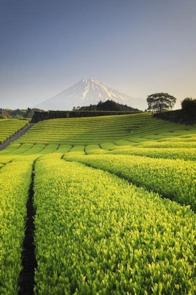 Japan Shizuoka Prefecture Mt Fuji And Green Tea Photos Puzzles