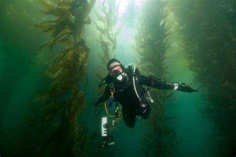 La Jolla Cove Scuba Diving Giant Kelp Forest And Sea Lions