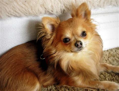 Pomchi Puppies Long Haired Chihuahua Pomeranian Mix Pets Lovers