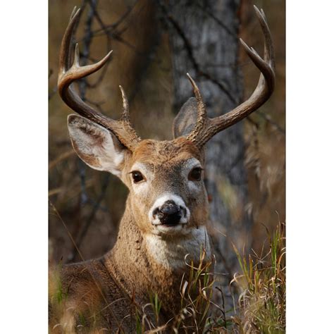 Buck Deer Head Thru Our Eyes Photography Linton Wildlife Photos
