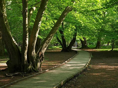 Boardwalk Through The Trees Photograph By Gill Billington Pixels