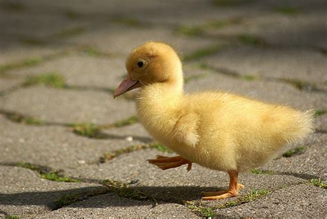 O ente que foi que é e que será. Ente Foto & Bild | outdoor, natur, kinder Bilder auf ...