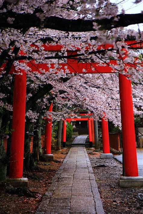 Kyoto Takenaka Inari Jinja Shrine Cherry Blossoms 美しい風景 美しい場所 風景