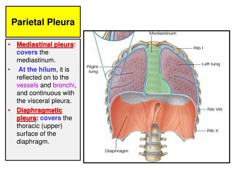 Ppt Pleura And Lung Powerpoint Presentation Free Download Id9676385