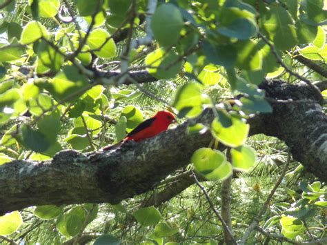 Scarlet Tanager Birding