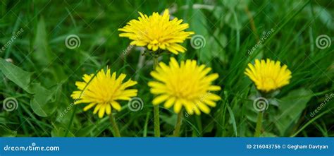 Dandelions In The Grass Yellow Dandelions On Green Grass Stock Photo