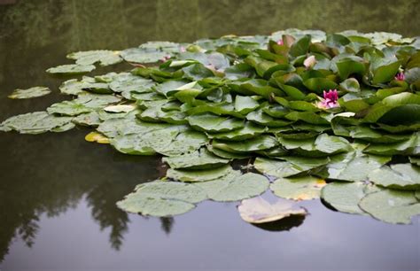 Premium Photo Water Lilies Grow On A Pond White Water Lily In Water