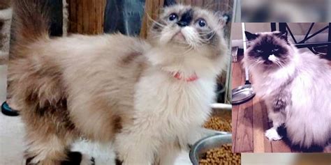 Rescue Himalayan Cat Got Her Glorious Fluff Back The Difference 3