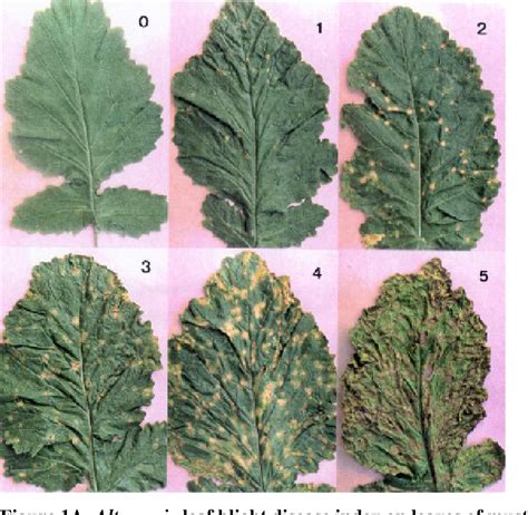 Figure 1 From Role Of Weather On Alternaria Leaf Blight Disease And Its