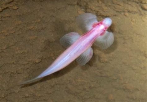 Walking Fish Unlike Any Other On Earth Discovered In Thailand