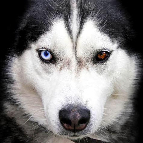 Why Do Huskies Have Blue Eyes The Answer Lies In Their Genes 2022