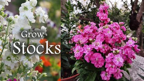 Stock Flower Plant Growing Stocks Fragnant Flowers Youtube
