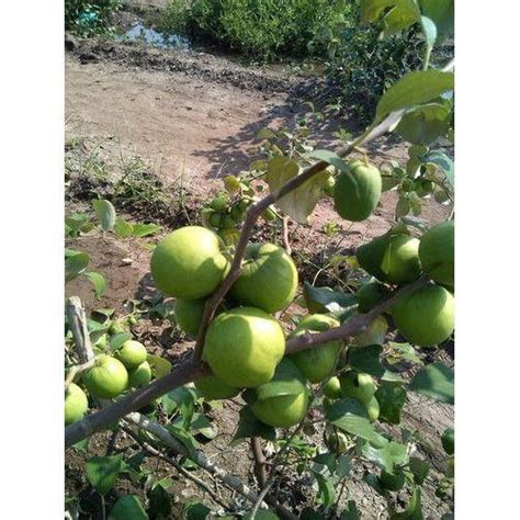Well Watered Green Apple Ber Plant Shabnam Nursery And Supply Id 11161069030