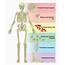 61 The Functions Of Skeletal System – Anatomy & Physiology