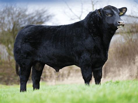 Idvies Eland N596 Aberdeen Angus Semen For Sale