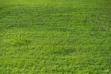 Green Grass Texture High Quality Free Backgrounds