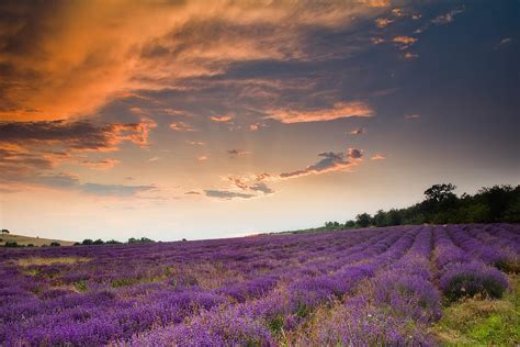 Lavender Sunset Photograph By Evgeni Dinev