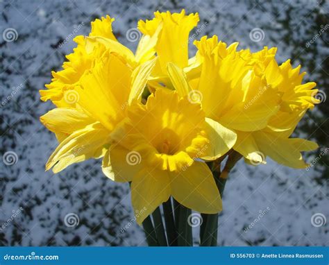 Yellow Easter Daffodil Stock Image Image Of Bloom Snow 556703