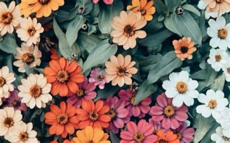 5 Floral Iphone Wallpapers To Celebrate 65k Pinterest Glitter Rose