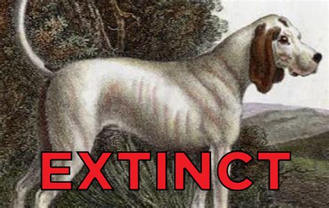 17 Extinct Dog Breeds You Never Knew Existed Petlife