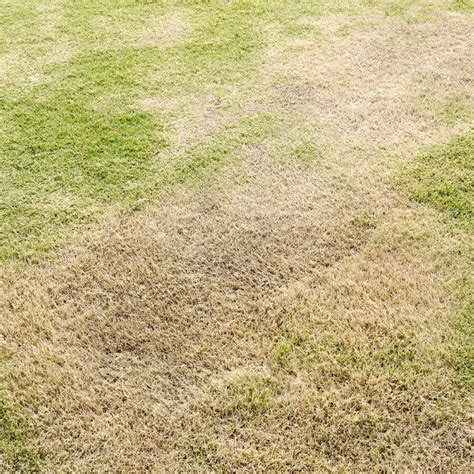 What Causes A Lawn To Have Dead Grass Patches Spinkler