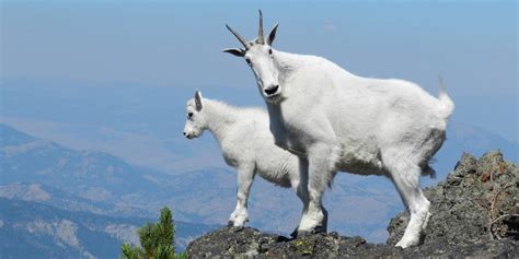 How Do Mountain Goats Get Their Incredible Cliff Climbing Skills
