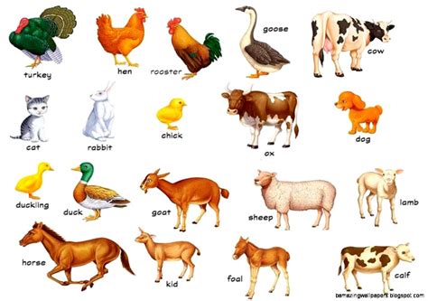 Animals Names