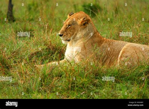 Wild African Lioness Stock Photo Alamy