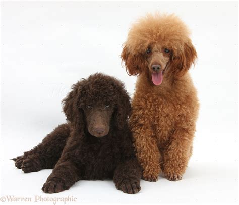 Dogs Standard Poodle Pup With Adult Toy Poodle Photo Wp21421