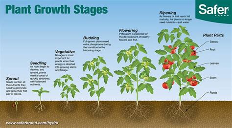 Aprenda As Seis Fases De Crescimento Das Plantas Marjolein